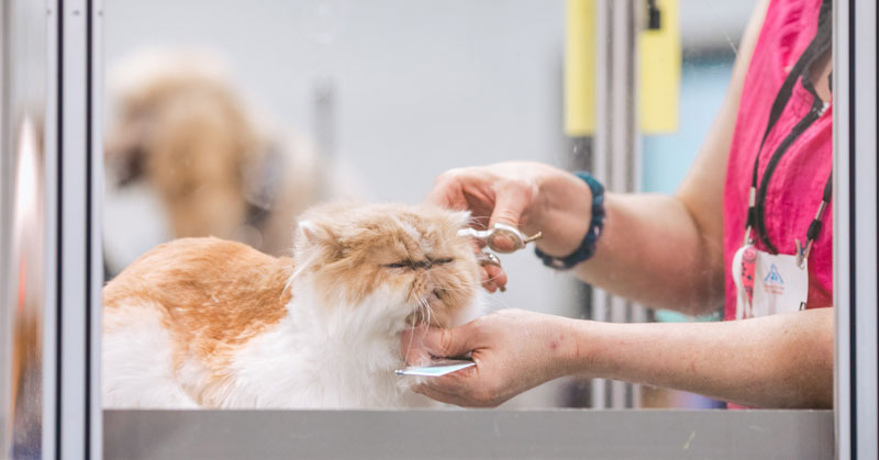 hair trim for kitty