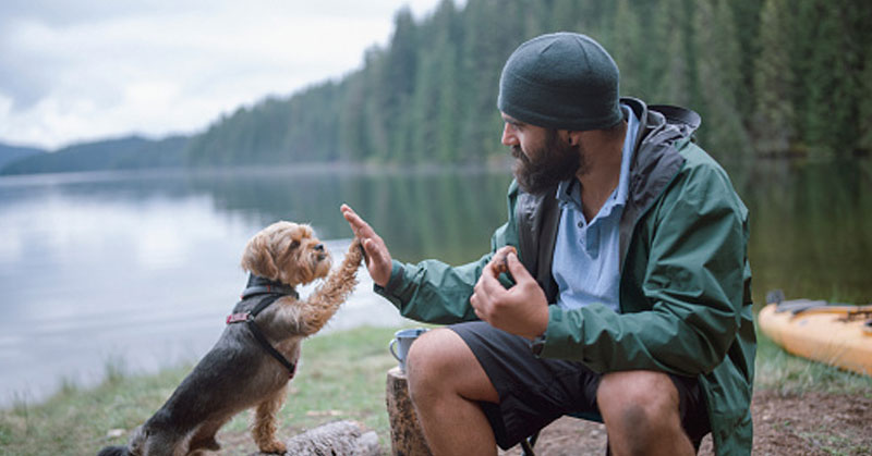 dog high five