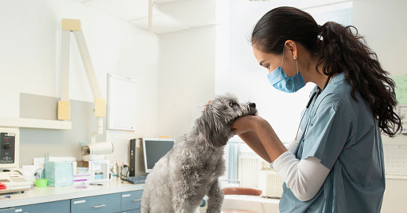 vet caring for dog