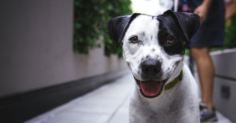 white and black dog