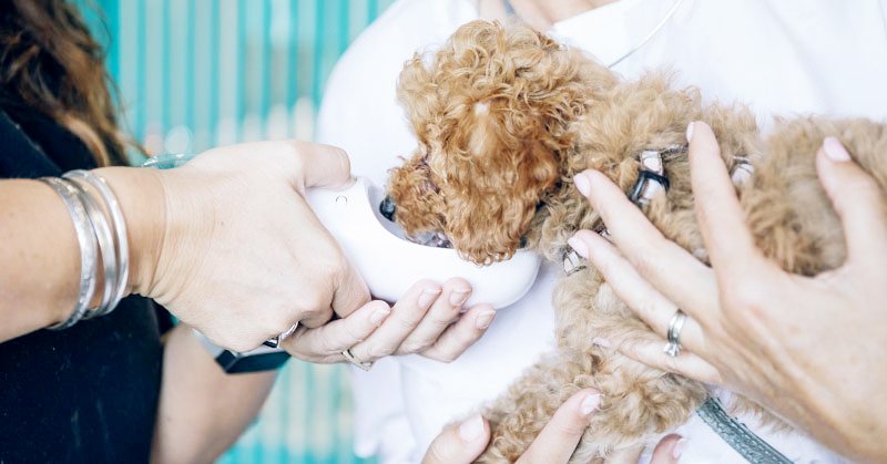 fluffy puppy